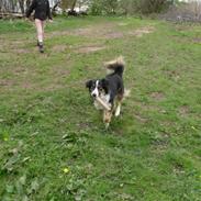 Border collie Mousakka