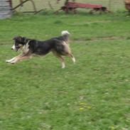 Border collie Mousakka