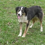 Border collie Mousakka