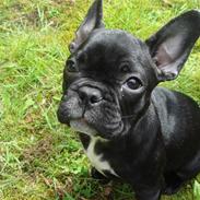 Fransk bulldog Esther