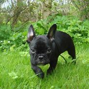 Fransk bulldog Esther