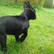 Fransk bulldog Esther