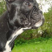 Fransk bulldog Esther