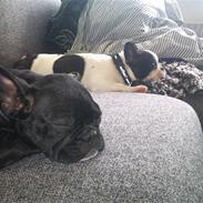 Fransk bulldog Esther