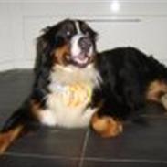 Berner sennenhund Malou