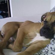 Amerikansk bulldog Milow