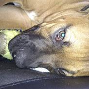 Amerikansk bulldog Milow