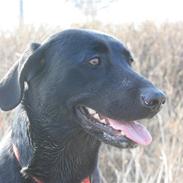 Labrador retriever Bella