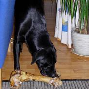 Labrador retriever Bella