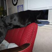 Labrador retriever Bella