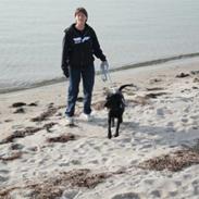 Labrador retriever Bella