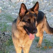 Labrador retriever Bella