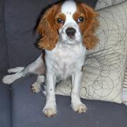 Cavalier king charles spaniel Cera