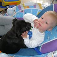 Staffordshire bull terrier Miki