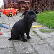 Staffordshire bull terrier Miki