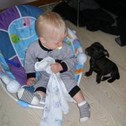 Staffordshire bull terrier Miki