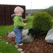 Staffordshire bull terrier Miki