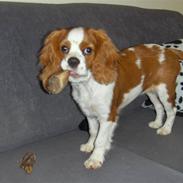 Cavalier king charles spaniel Cera