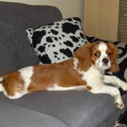 Cavalier king charles spaniel Cera