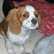 Cavalier king charles spaniel Cera