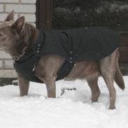 Australsk kelpie keep on moving R.i.p