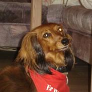 Dværggravhund Mille