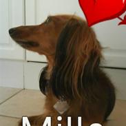 Dværggravhund Mille