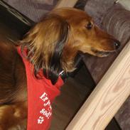 Dværggravhund Mille