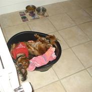 Dværggravhund Mille