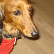 Dværggravhund Mille