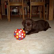 Labrador retriever Basse