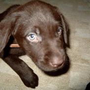 Labrador retriever Basse