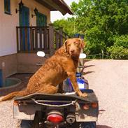 Chesapeake bay retriever Junior