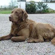 Chesapeake bay retriever Junior