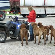 Chesapeake bay retriever Junior