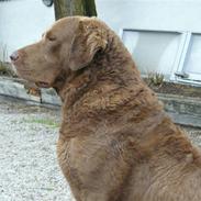 Chesapeake bay retriever Junior