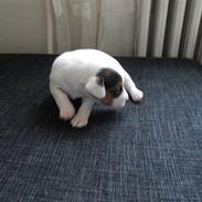 Jack russell terrier Sybjergs Iris