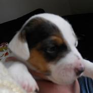 Jack russell terrier Sybjergs Iris