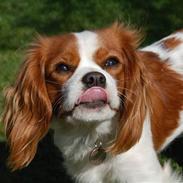 Cavalier king charles spaniel Freja