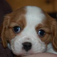 Cavalier king charles spaniel Freja