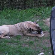 Dogo canario Becco