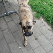 Dogo canario Becco
