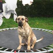 Dogo canario Becco