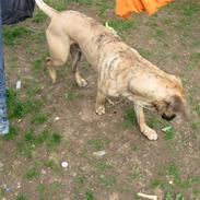 Dogo canario Becco