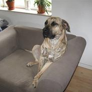 Dogo canario Becco
