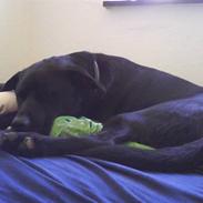 Blanding af racer Buster