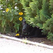 Blanding af racer Buster