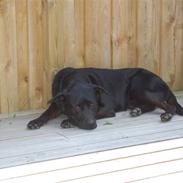 Blanding af racer Buster