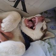 Siberian husky Fix