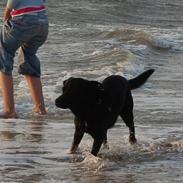 Blanding af racer Buster